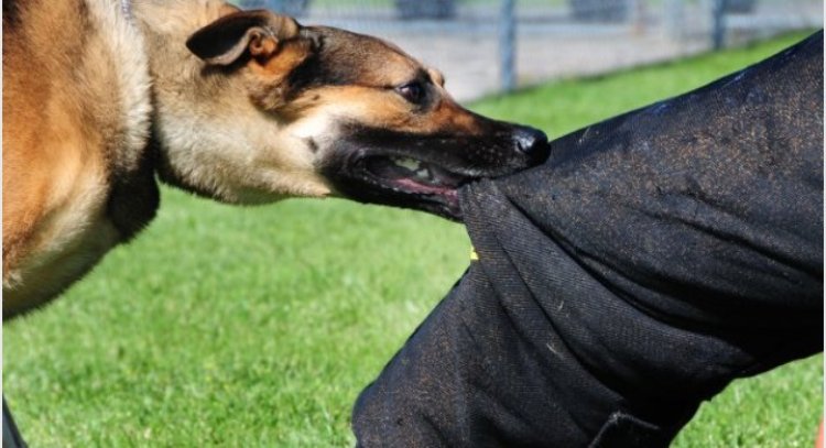 Koza igisebe cy'uwarumwe n'imbwa bigabanya kwandura ibisazi byayo