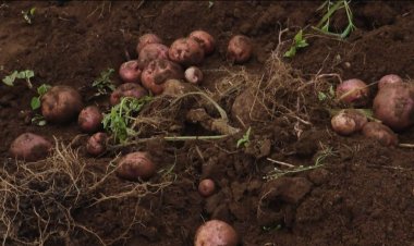 Gicumbi:Guhinga ku materasi imbuto y’indobanure, imwe mu mpamvu yahinduye ubuzima bw’umuhinzi.