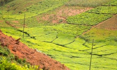 Gicumbi: Imyaka ibaye itanu bategereje ingurane y'ibyangirijwe n'imiyoboro y’amashanyarazi
