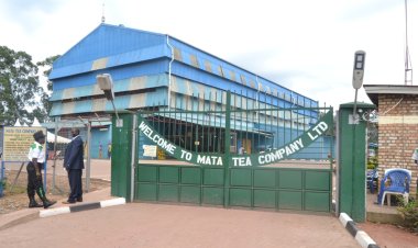 Nyaruguru: Bamwe mu bakora mu ruganda rw’icyayi rwa Mata barasaba kongezwa umushahara