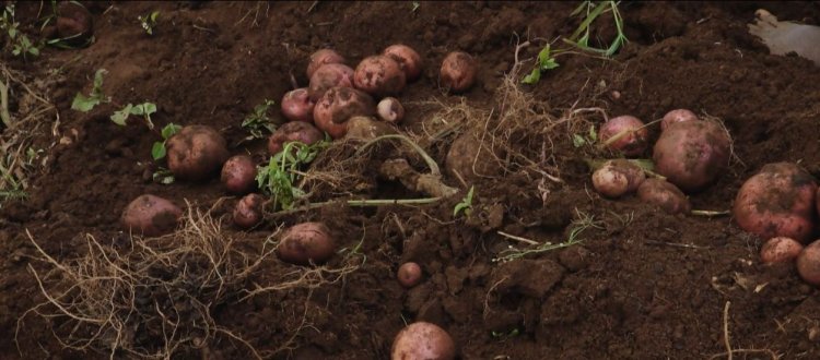 Gicumbi:Guhinga ku materasi imbuto y’indobanure, imwe mu mpamvu yahinduye ubuzima bw’umuhinzi.