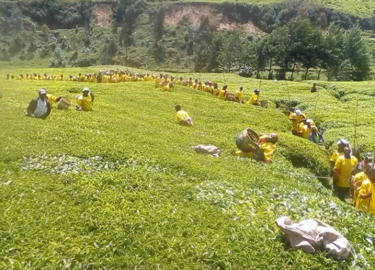 Nyaruguru: Kutagira amasezerano y’akazi bigira ingaruka ku bakoreye impanuka mu ruganda.