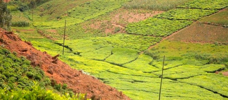 Gicumbi: Imyaka ibaye itanu bategereje ingurane y'ibyangirijwe n'imiyoboro y’amashanyarazi
