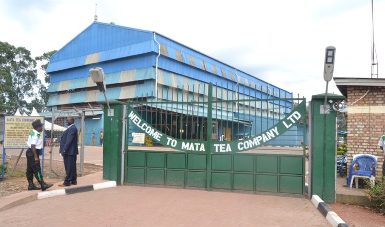 Nyaruguru: Bamwe mu bakora mu ruganda rw’icyayi rwa Mata barasaba kongezwa umushahara