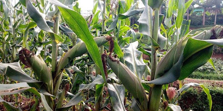 Burera: Abahinzi barishimira imbuto y'ibigori yashimye ubutaka