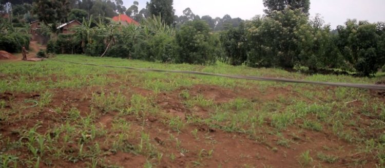 Burera: Abaturage bo mu murenge wa Rugarama bahangayikishijwe n'insinga zirimo umuriro ziri hasi