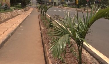 Ngoma: Hari ibihano bigiye gushyirirwaho ku bangiza imikindo mu mujyi wa Kibungo