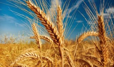 'Critical' that Ukraine grain deal is extended: Guterres in Kyiv