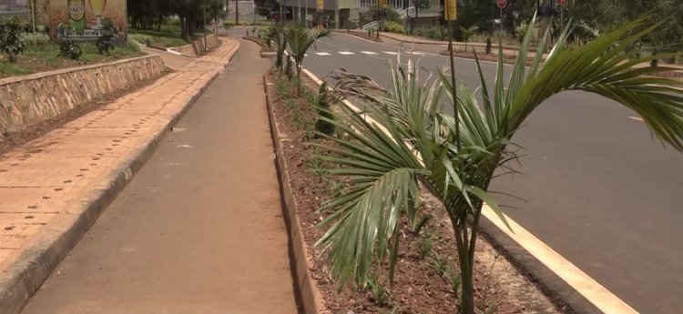 Ngoma: Hari ibihano bigiye gushyirirwaho ku bangiza imikindo mu mujyi wa Kibungo