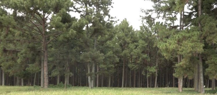 Kirehe: Barasaba ibikorwaremezo by’ubukerarugendo ku ishyamba Nyaburanga rya Ntaruka.