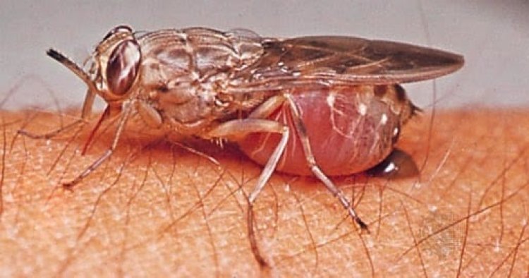 Agakoko ka Tripanosoma gatera indwara y'umusinziro ntikakiba mu Rwanda