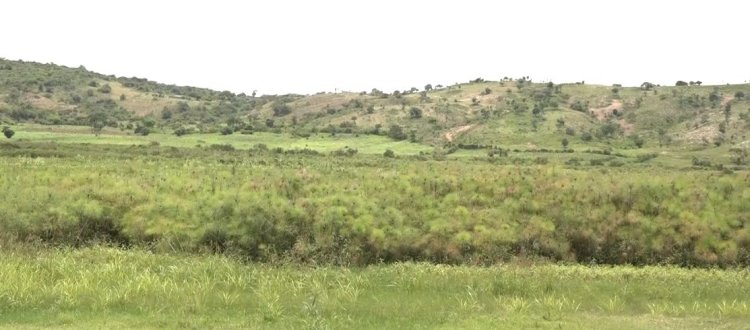 Kirehe : Iyangirika rikomeye ry'ishyamba kimeza rya Ibandamakera rihangayikishije abahaturiye