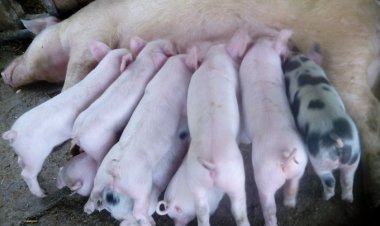 Ngororero: Korozanya ingurube bwahinduye imibereho y'abaturage.