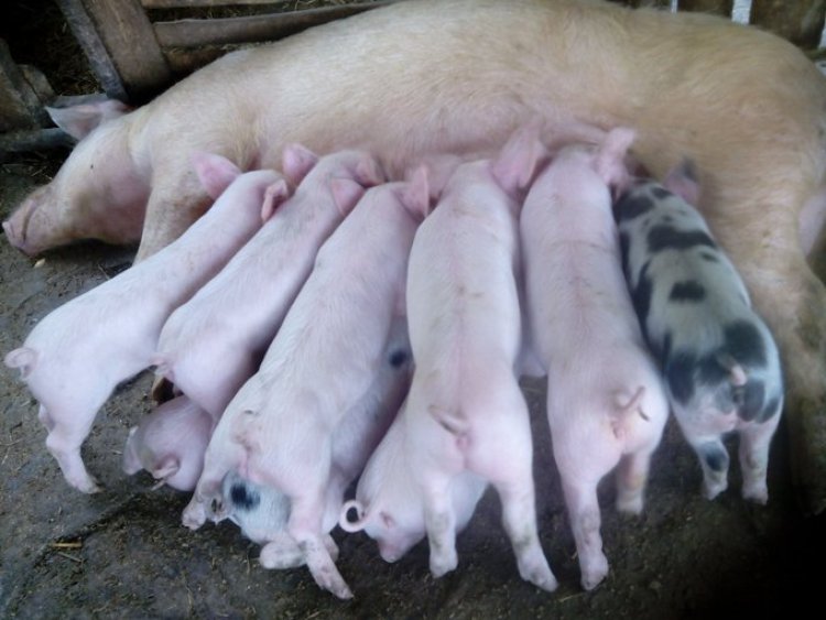 Ngororero: Korozanya ingurube bwahinduye imibereho y'abaturage.