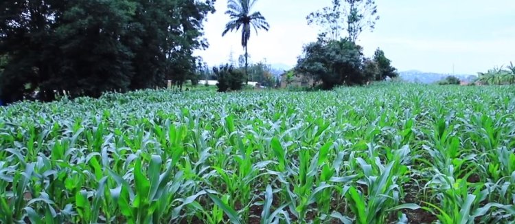 Ubwitabire  bw'abahinzi n'aborozi mu kugana ibigo by'ubwishingizi buracyari hasi.