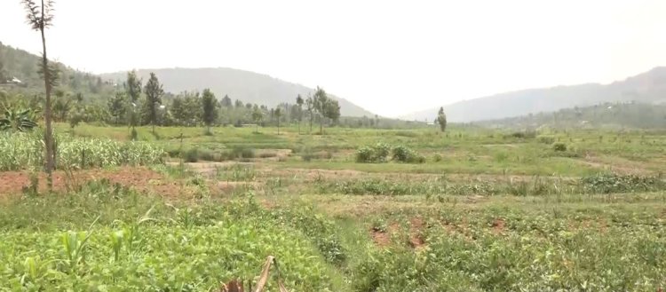 Gatsibo: Abahinga mu gishanga cya Manishya babangamirwa no kubura ubwiherero muri icyo gishanga