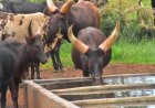 Residents of Kayonza district have expressed satisfaction for produce from their cattle breeding.
