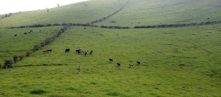 Nyabihu: Aborozi bo nzuri za Gishwati nyuma yo gutanga inka zabo bari mu gihirahiro