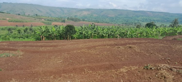 Kayonza: Amaterasi y'indinganire yatumye umusaruro ukomoka ku buhinzi n'ubworozi wiyongera