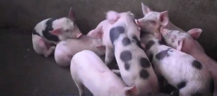 Nyaruguru: Abatujwe mu mudugudu w’ikitegererezo wa Munini barashima ko borojwe amatungo.