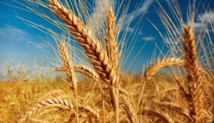 Uburusiya-Ukraine: ‘Amasezerano y’ibinyabiziga yongerewe amezi abiri’ Recep Tayyip Erdogan