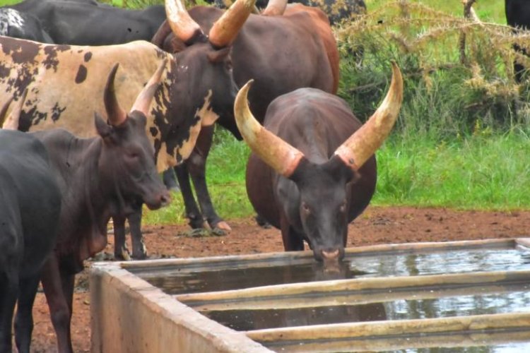 Kayonza: Ikibazo cy'abacunda gikomeje guhangayikisha aborozi b’inka