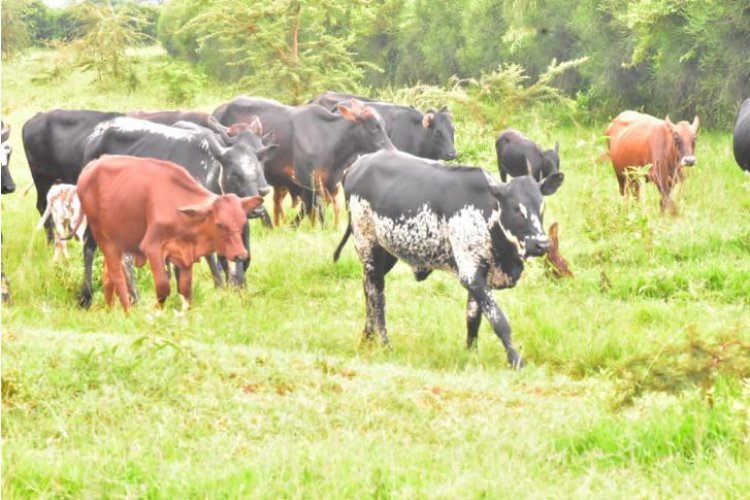 Kayonza:  Nta nka izongera kwinjira mu murenge wa Mwiri itabanje gusuzumwa