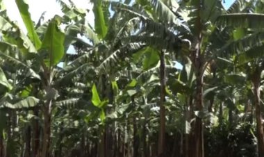 Ngoma: Bahangayikishijwe n'ikibazo cy'ubujura bukomeye bw'urutoki.