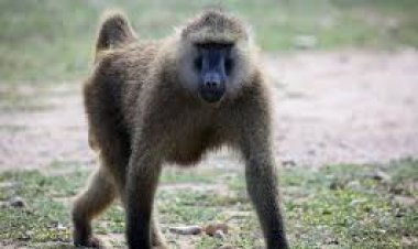 Musanze: Les habitants sont désormais en sécurité suite aux informations publiées précédemment concernant un babouin qui a attaqué des femmes.