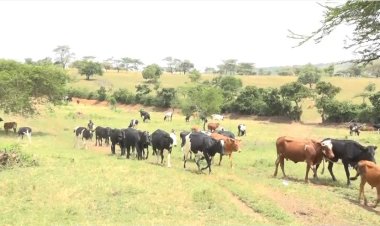 Nyagatare: Aborozi barasabwa korora neza bashaka amata n'ifumbire