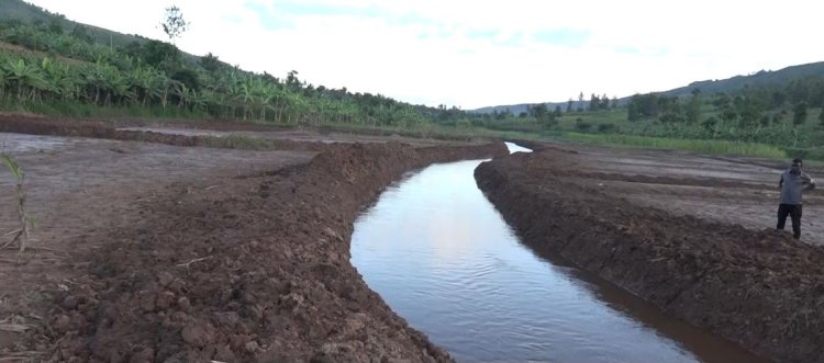 Kayonza: Abahinzi bo mu gishanga cya Nyakagezi bahangayikishijwe n’uko bahinga ariko ntibasarure