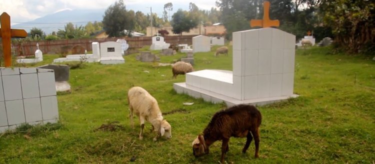 Musanze: Abafite ababo bashyinguye mu irimbi rya Kinigi batewe agahinda n'abarigize urwuri