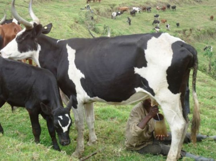 Nyabihu: Aborozi bo mu murenge wa Bigogwe baravuga ko inka yabo ari guhabwa inking n’imiti y’inzoka.