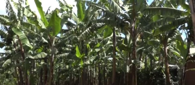 Ngoma: Bahangayikishijwe n'ikibazo cy'ubujura bukomeye bw'urutoki.