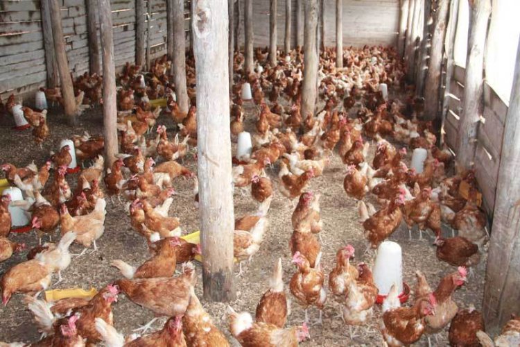 Abanyarwanda ntibizera inyama z’amatungo ya kijyambere