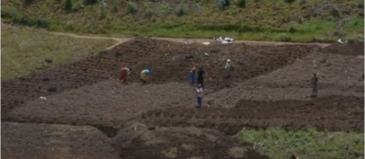 Nyaruguru: Abahinzi b’ibirayi n’ibigori barasabwa gukoresha ubuhunikiro bongera umusaruro.