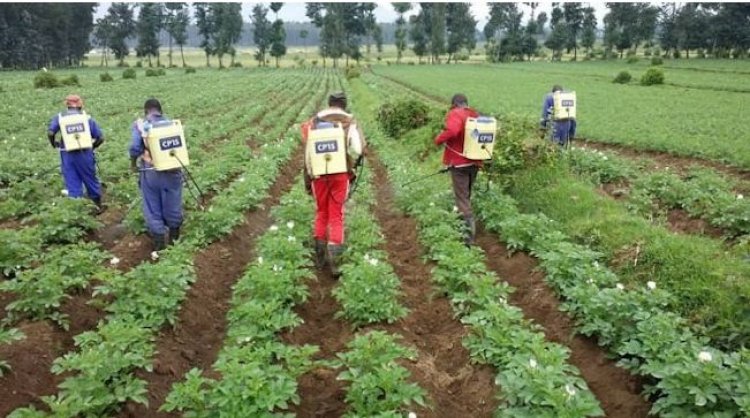 Urubyiruko rurasabwa kwitabira umwuga w’ubuhinzi nk’indi myuga.