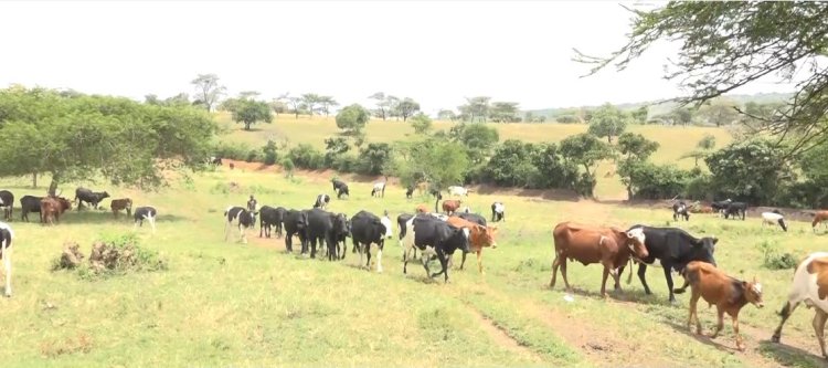 Nyagatare: Aborozi barasabwa korora neza bashaka amata n'ifumbire