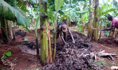 Gisagara: Abahinzi b'urutoki barishimira inganda zibatunganyiriza umusaruro