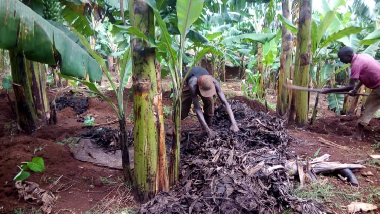 Gisagara: Abahinzi b'urutoki barishimira inganda zibatunganyiriza umusaruro