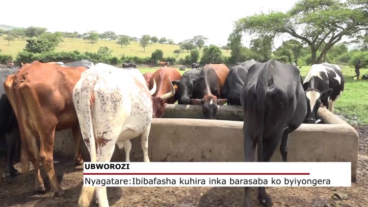 Nyagatare: Aborozi barasaba ko ibibafasha kuhira inka byiyongera