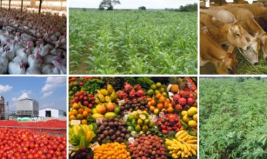 Hari benshi batarasobanukirwa n’akamaro k’ubwishingizi ku bihingwa n’amatungo