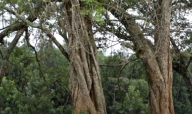 Nyamasheke: Sobanukirwa isano iri hagati y’ibigabiro by’umwami Rwabugiri n’umuganura.