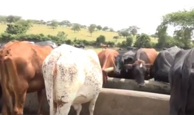 Iburasirazuba: Aborozi b’inka baravuga ko kwegerezwa ibikorwaremezo bizatuma umusaruro w’umukamo ukenewe uboneka.