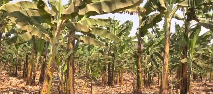 Gatsibo: Abahinzi b’urutoki barasaba inka zo kubafasha kubona ifumbire y'urutoki