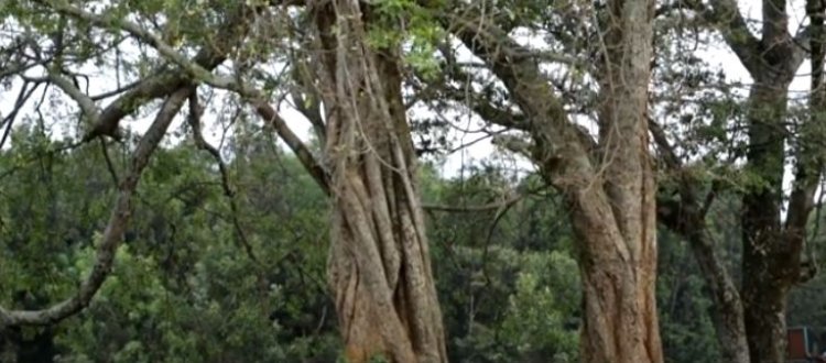 Nyamasheke: Sobanukirwa isano iri hagati y’ibigabiro by’umwami Rwabugiri n’umuganura.
