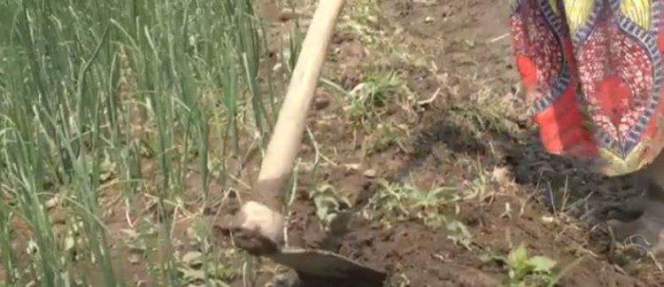 Hari abahinzi bishyurwa bahenzwe ku bwishingizi bw’ibihingwa!