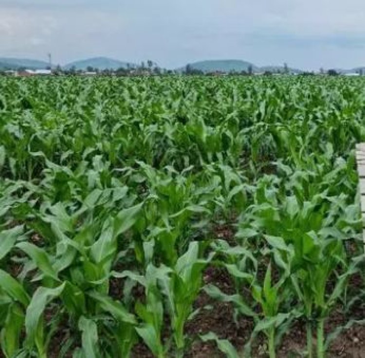 Hatangijwe igenamigambi ry’imyaka 5 rizateza imbere ubuhinzi rihereye ku rubyiruko