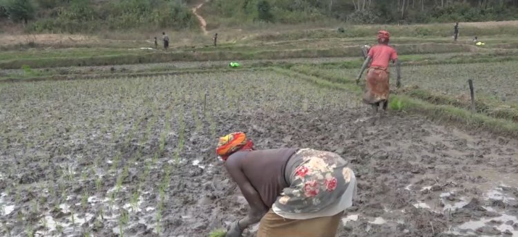 Gisagara: Abibumbiye muri Koperative KOABINYA, barataka inyerezwa ry’umutungo wabo