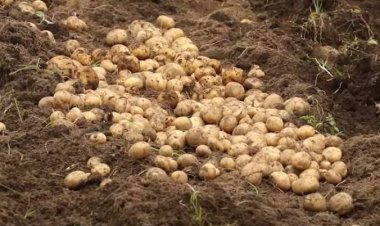 "Buri munsi birahenda":Abaturage baribaza iherezo ry'izamuka ry’ibiciro by’ibirayi n’ibitoki